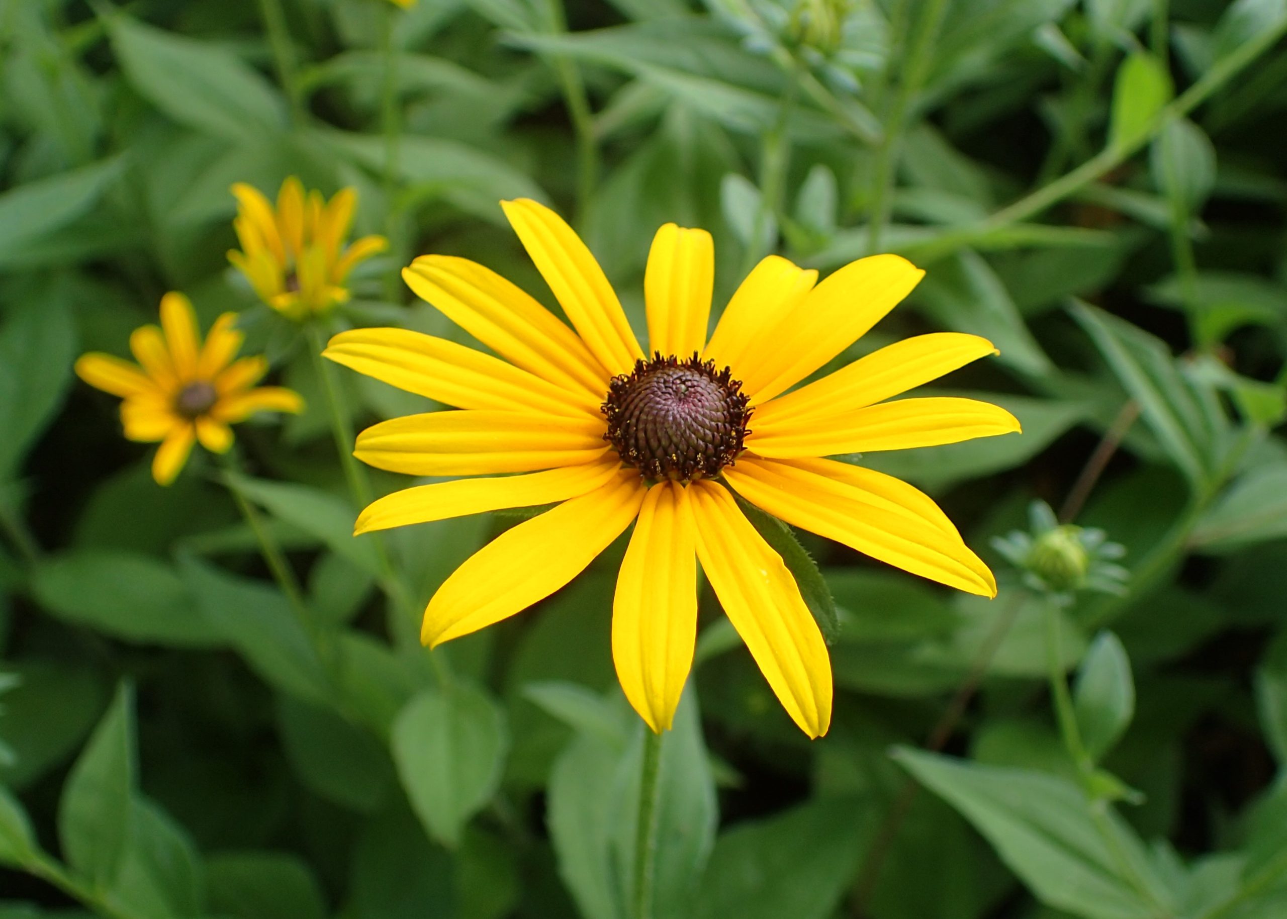 Black-Eyed Susan flowers
