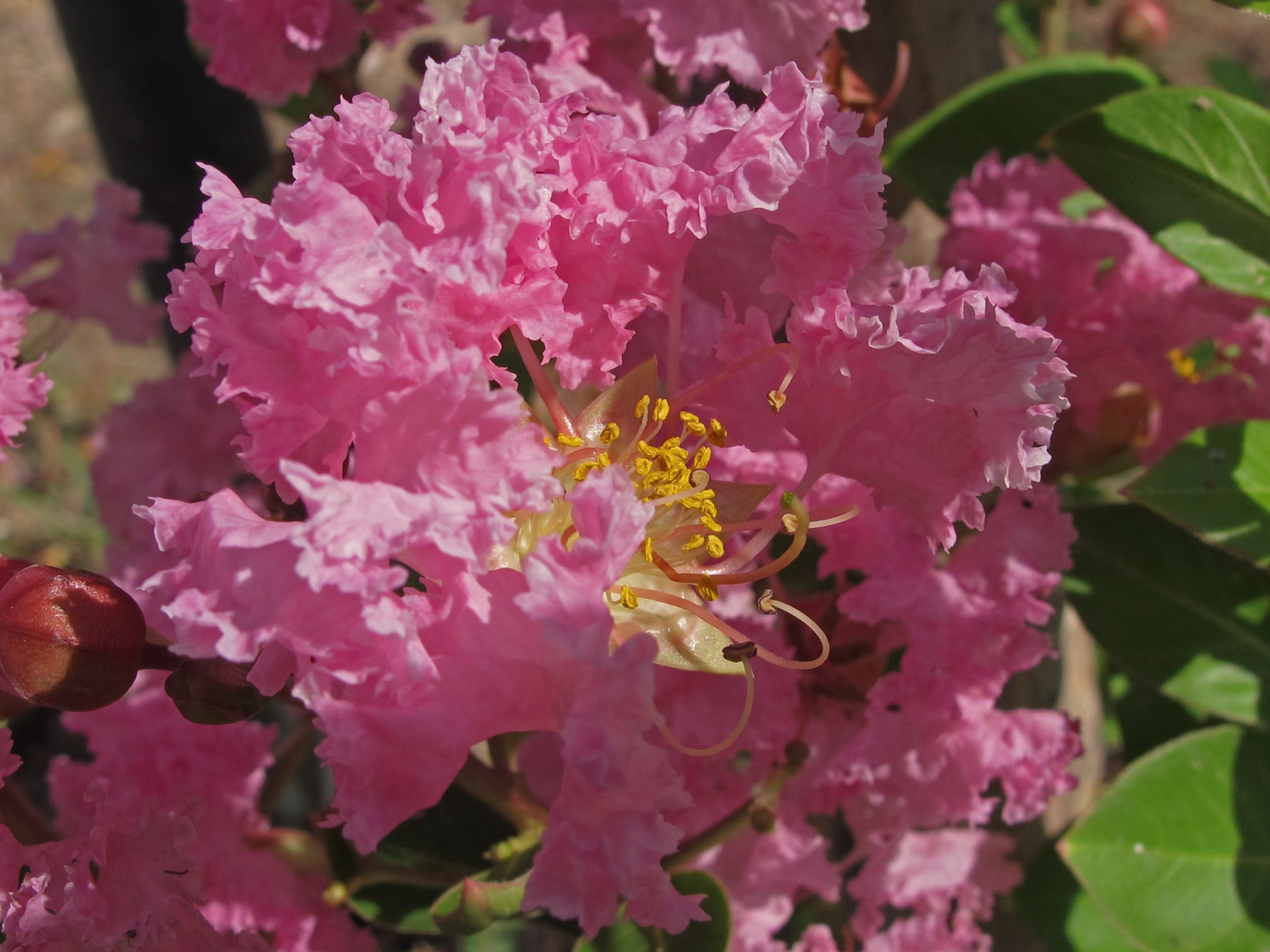 Crepe Myrtle blossoms