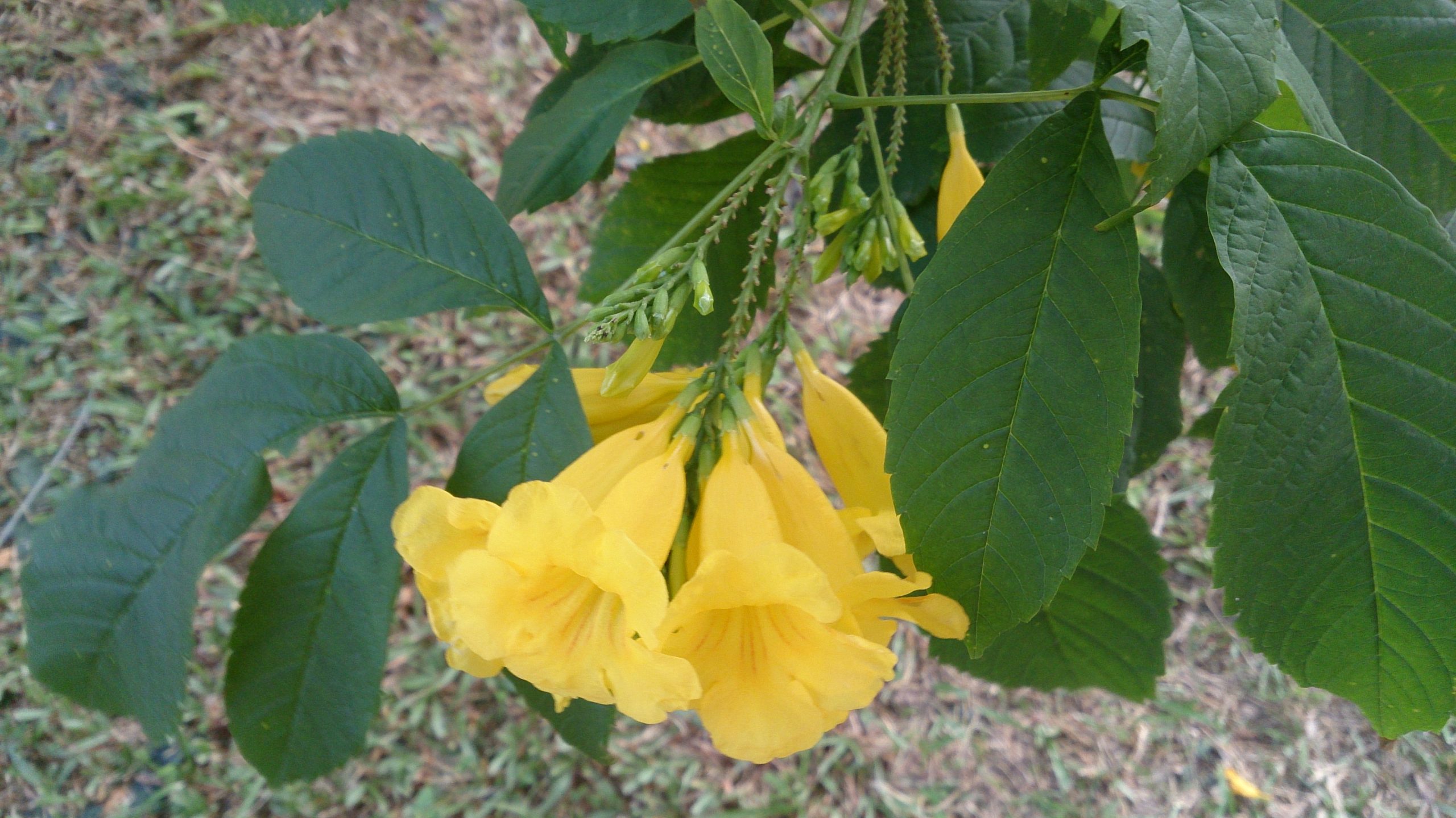 Esperanza (Yellow Bells) flowers