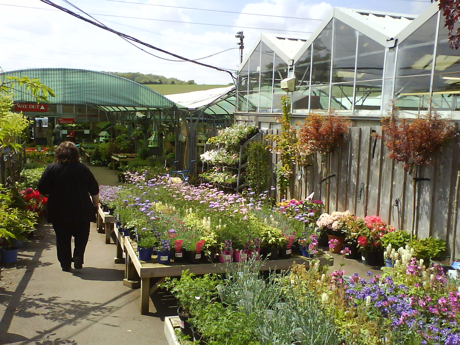 Plants for sale at a garden center