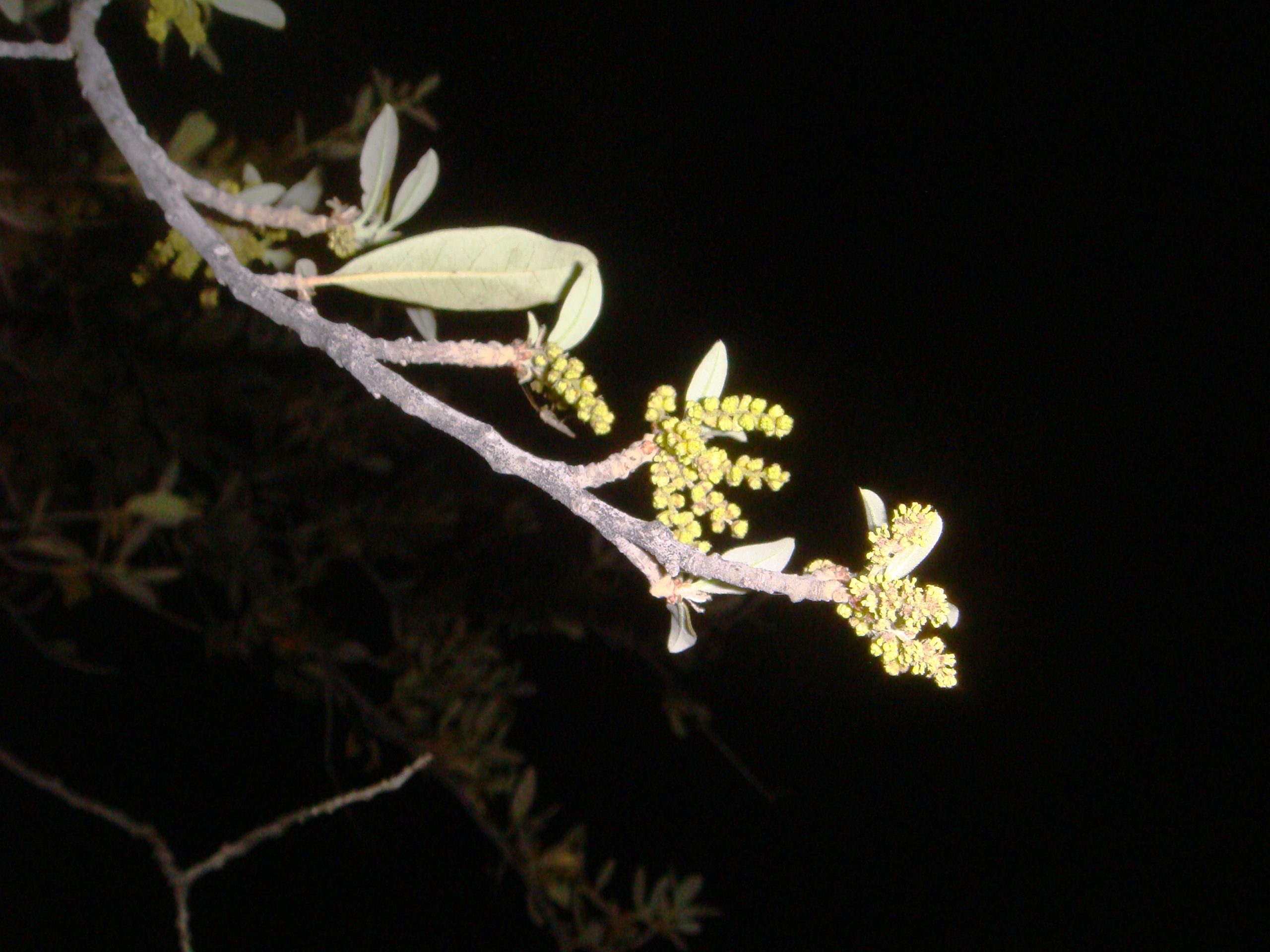 Live Oak tree