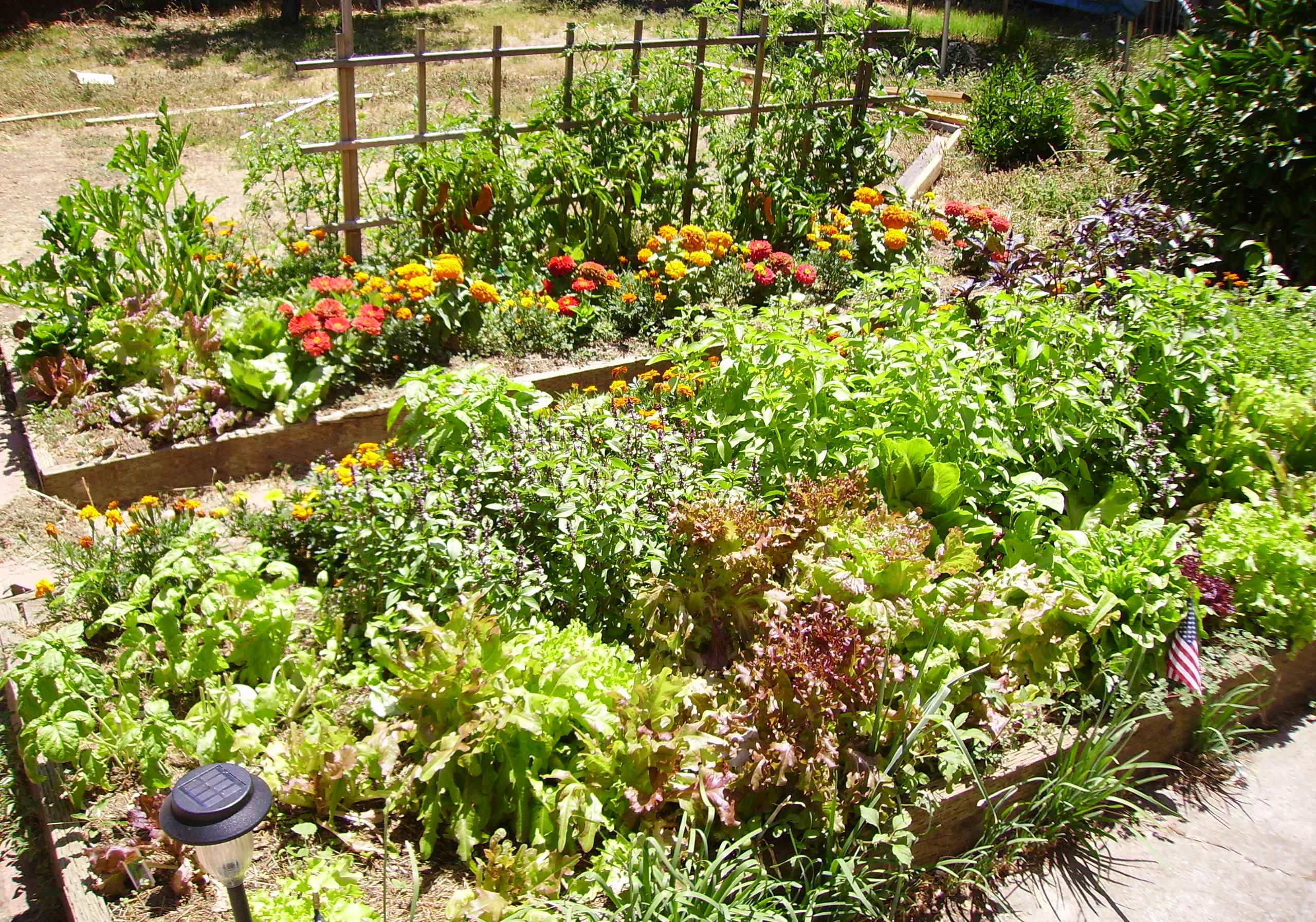 Raised bed vegetable garden