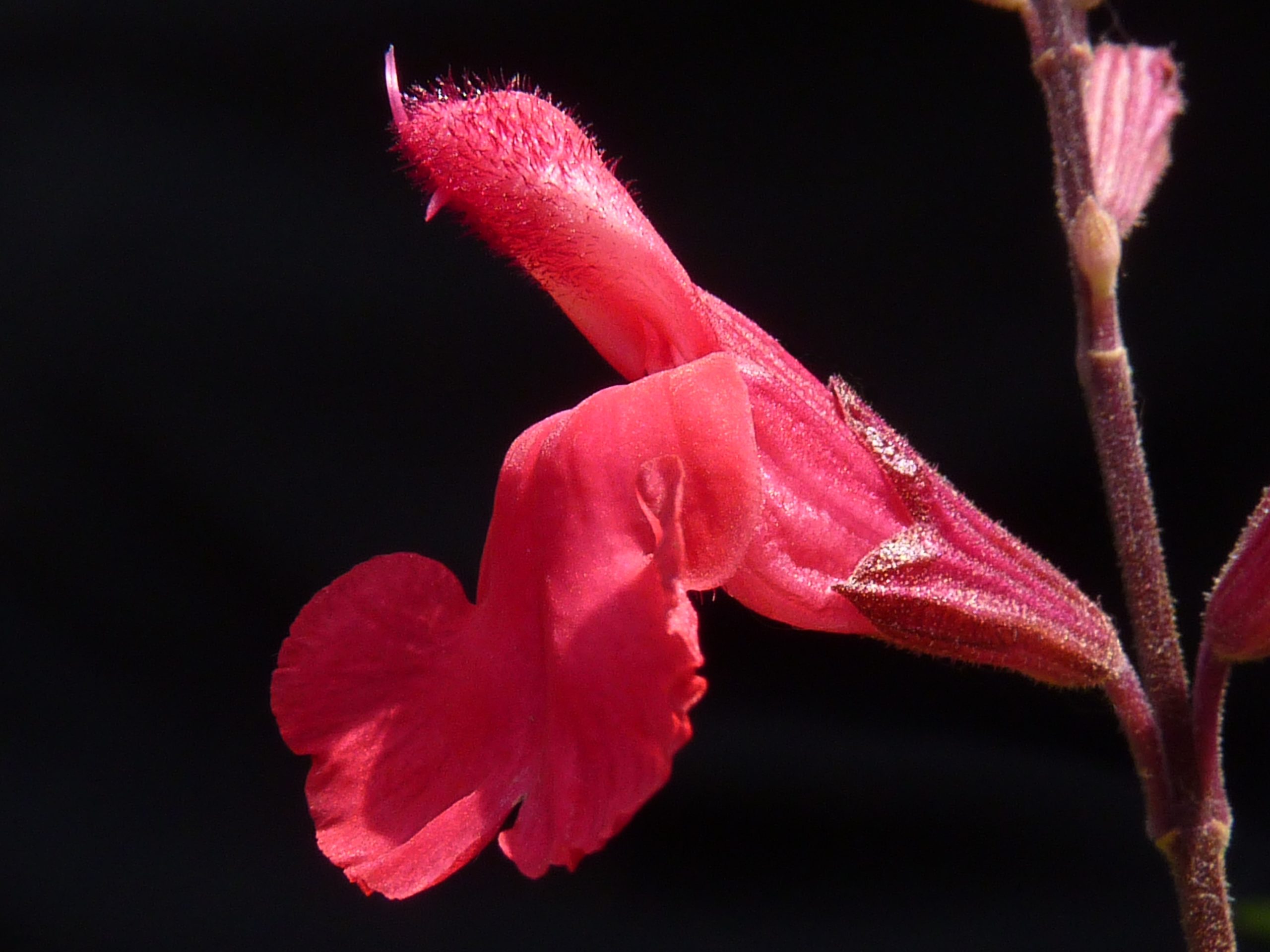 Salvia Greggii red flowers