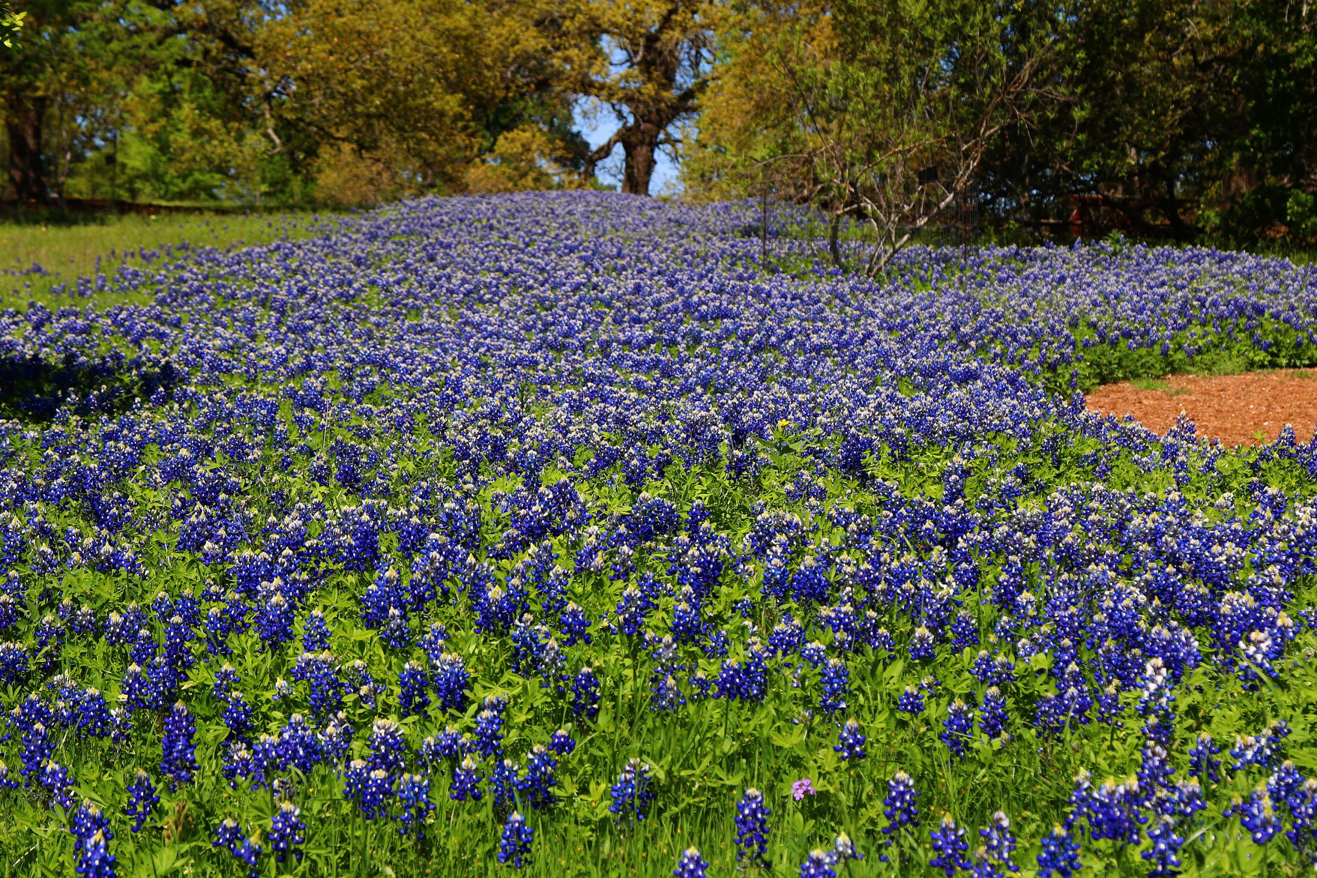 Texas Bluebonnet