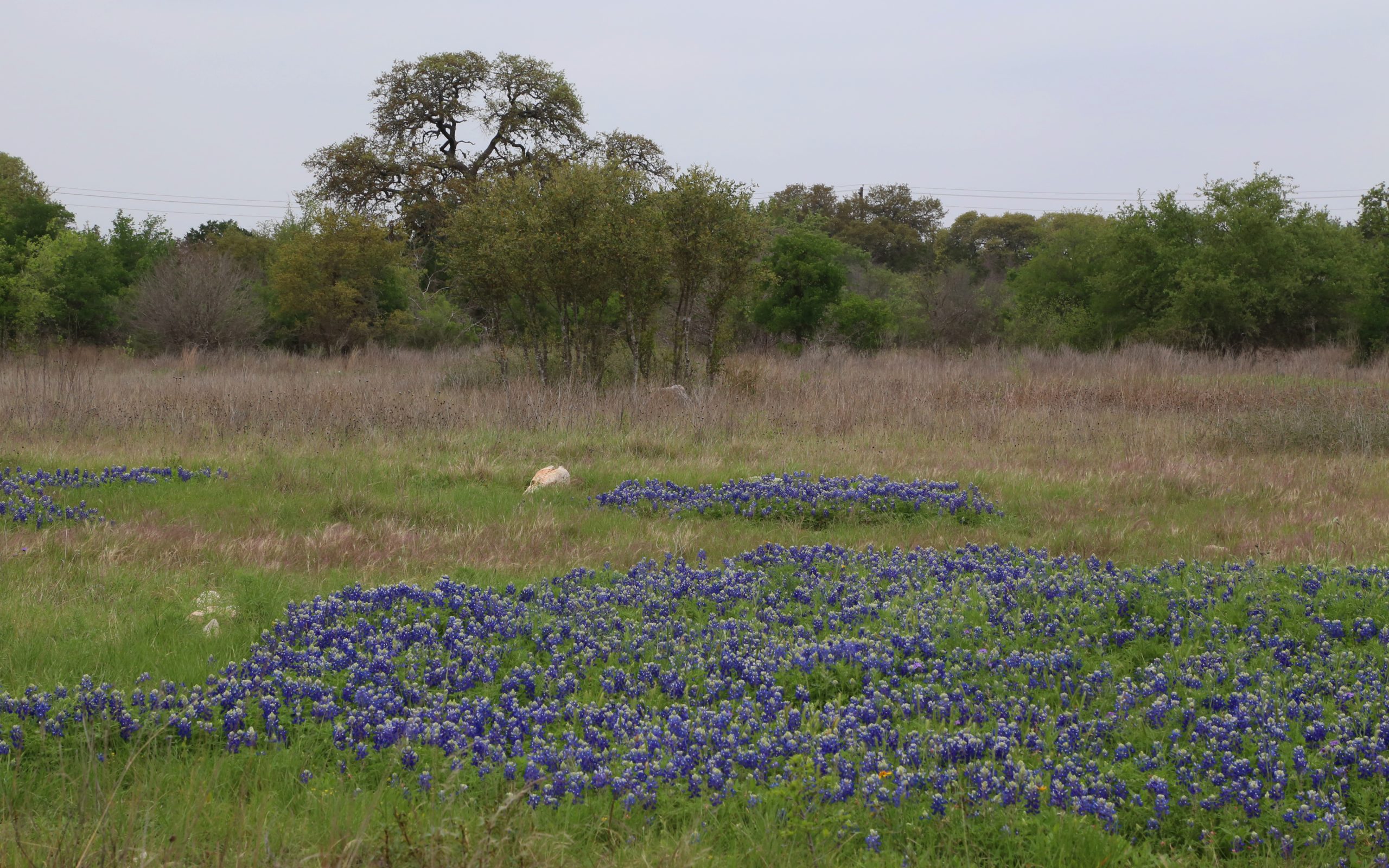 Field of Texas bluebonnets beneath a live oak tree