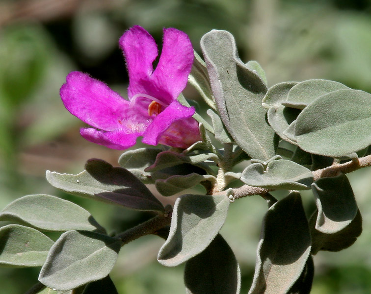 Texas Sage (Cenizo) shrub