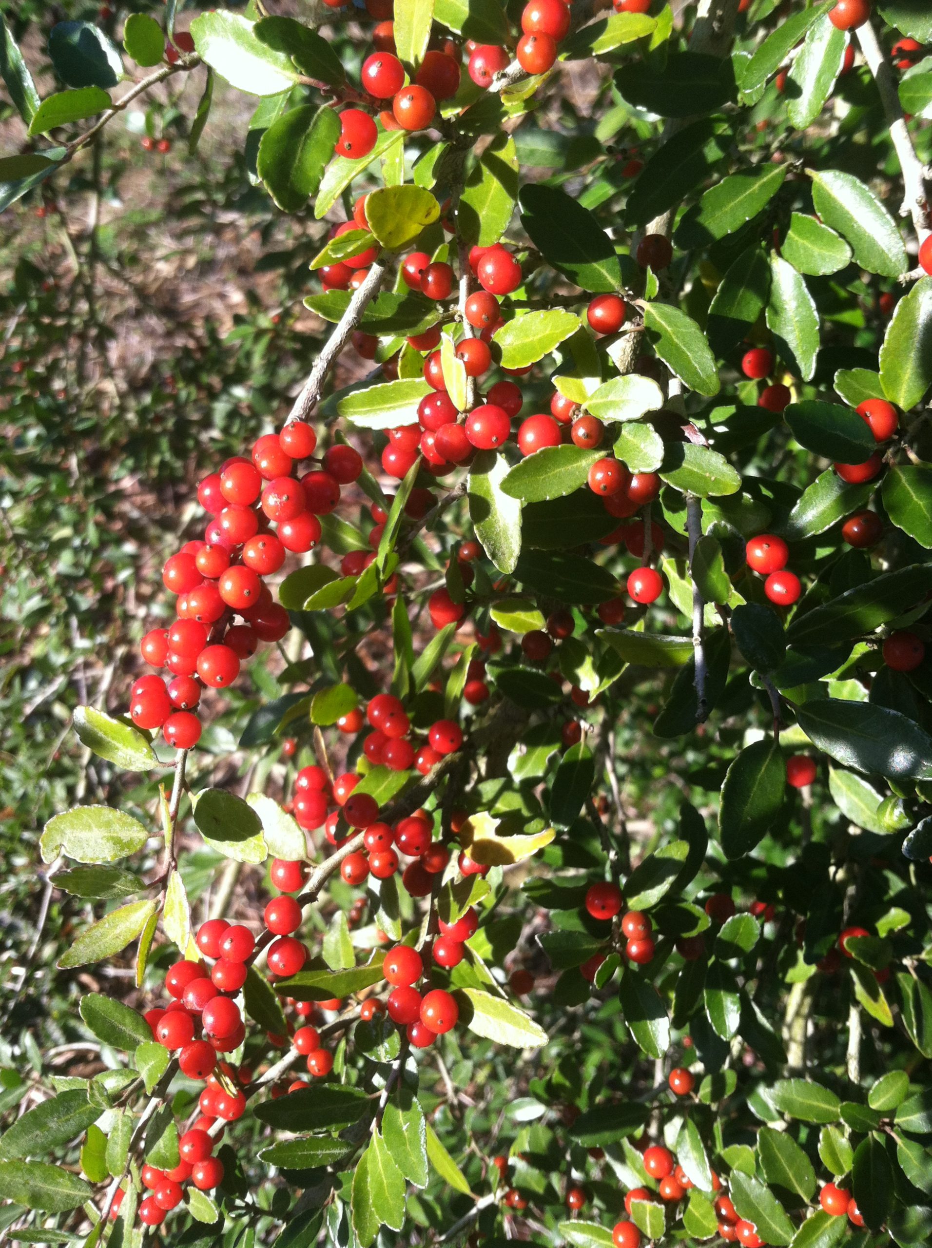 Yaupon Holly berries